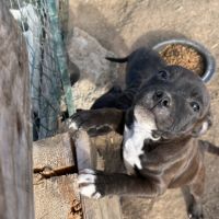 Chiots staffie lof #1