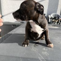 Chiots staffie lof #3