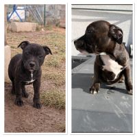 Chiots staffie lof