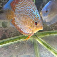 Discus eau robinet #2