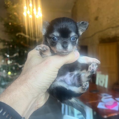 Chihuahua à poil long