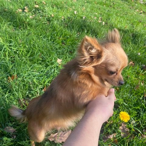 Chihuahua à poil long #2