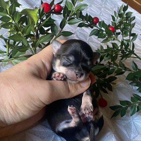 Chihuahua à poil long