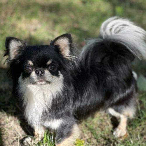 Chihuahua à poil long #2