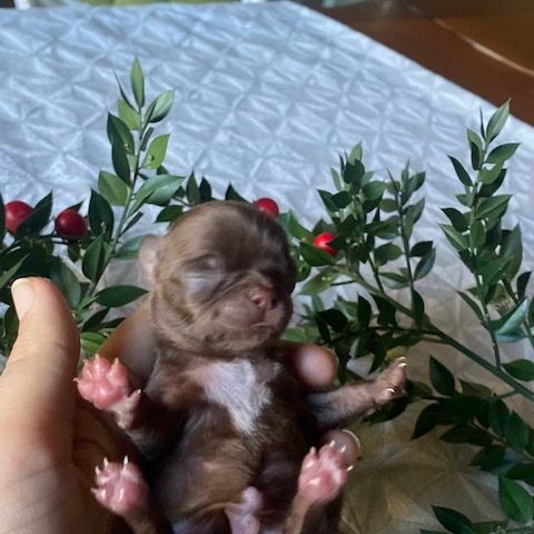 Chihuahua à poil long #3