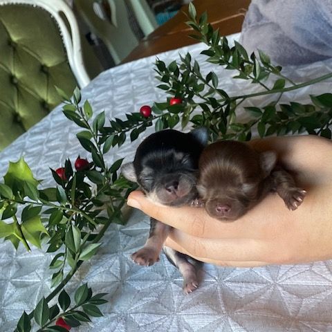 Chihuahua à poil long #4