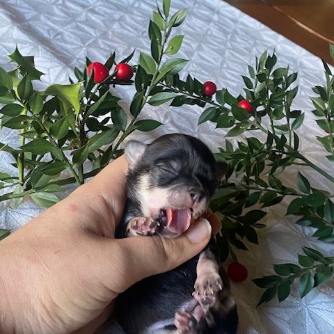 Chihuahua à poil long #5