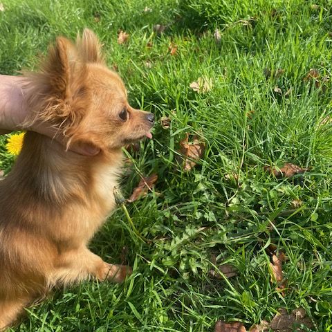 Chihuahua à poil long #7