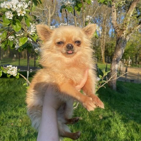 Chihuahua à poil long #8