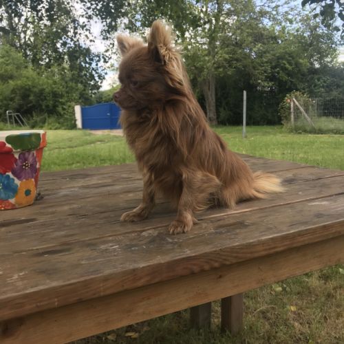 Chihuahua à poil long #9