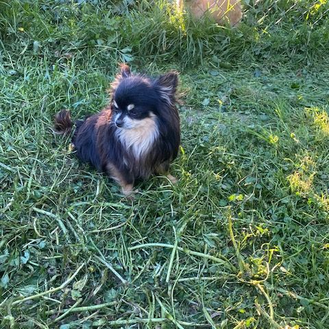 Chihuahua à poil long #10