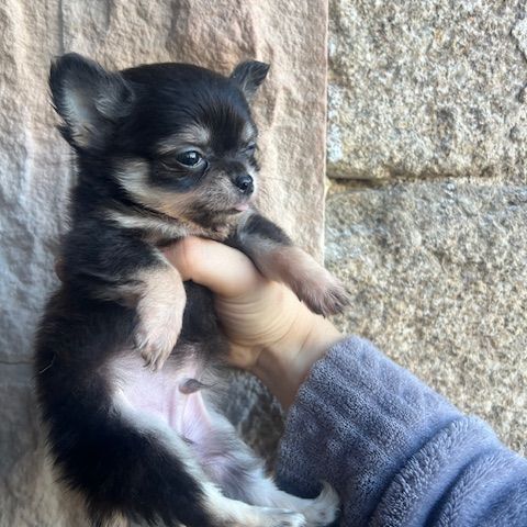 Chihuahua à poil long #4