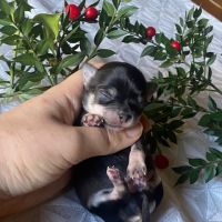 Chihuahua à poil long