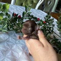 Chihuahua à poil long #6