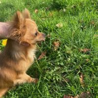 Chihuahua à poil long #7