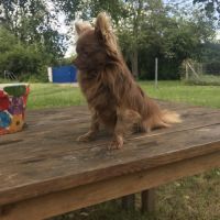 Chihuahua à poil long #9