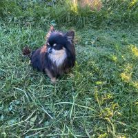 Chihuahua à poil long #10