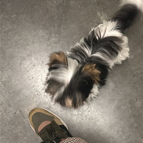 Bébés biewer yorkshire a réservé #1