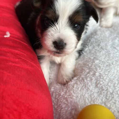 Bébés biewer yorkshire a réservé #3