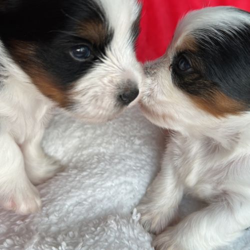 Bébés biewer yorkshire a réservé #4