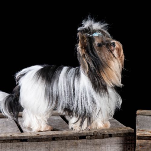 Bébés biewer yorkshire a réservé #5