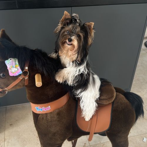 Bébés biewer yorkshire a réservé #6