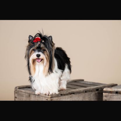 Bébés biewer yorkshire a réservé #9