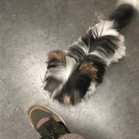 Bébés biewer yorkshire a réservé #1