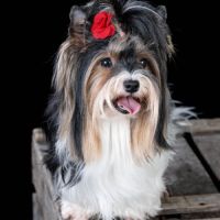 Bébés biewer yorkshire a réservé #2