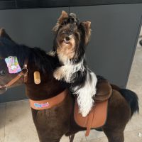 Bébés biewer yorkshire a réservé #6