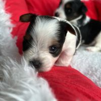 Bébés biewer yorkshire a réservé