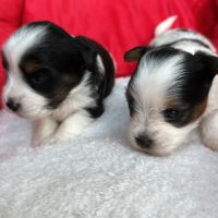 Bébés biewer yorkshire a réservé #8