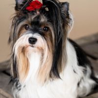 Bébés biewer yorkshire a réservé #10