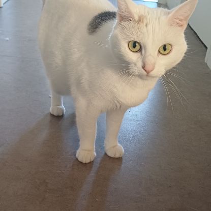 Don d'une chatte sirène de 3 ans