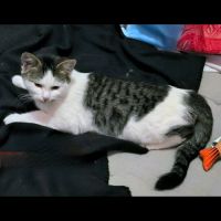 Toulouse, adorable chaton à l'adoption #1