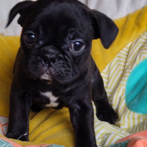 Chiots frenchie pug (bouledogue français x carlin) #0