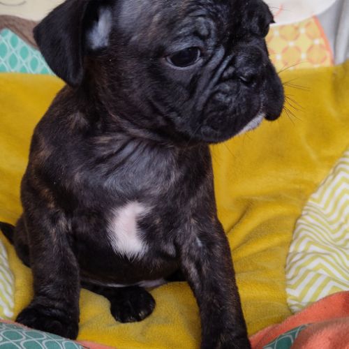 Chiots frenchie pug (bouledogue français x carlin) #3