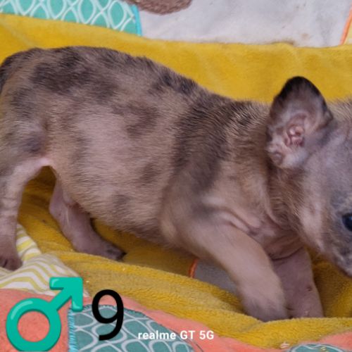 Chiots frenchie pug (bouledogue français x carlin) #9