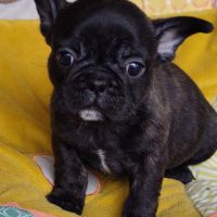 Chiots frenchie pug (bouledogue français x carlin) #2