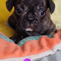 Chiots frenchie pug (bouledogue français x carlin) #4