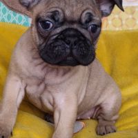 Chiots frenchie pug (bouledogue français x carlin) #5