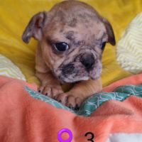 Chiots frenchie pug (bouledogue français x carlin) #6