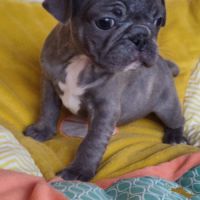 Chiots frenchie pug (bouledogue français x carlin) #7