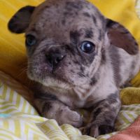 Chiots frenchie pug (bouledogue français x carlin) #8