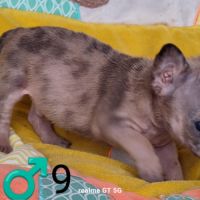 Chiots frenchie pug (bouledogue français x carlin) #9