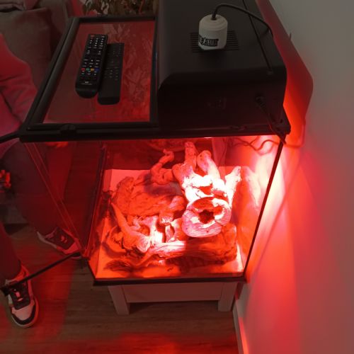 Deux pogona à donner #1