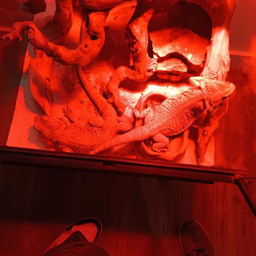 Deux pogona à donner #2