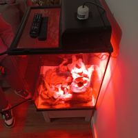 Deux pogona à donner #1