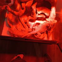 Deux pogona à donner #2