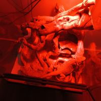 Deux pogona à donner